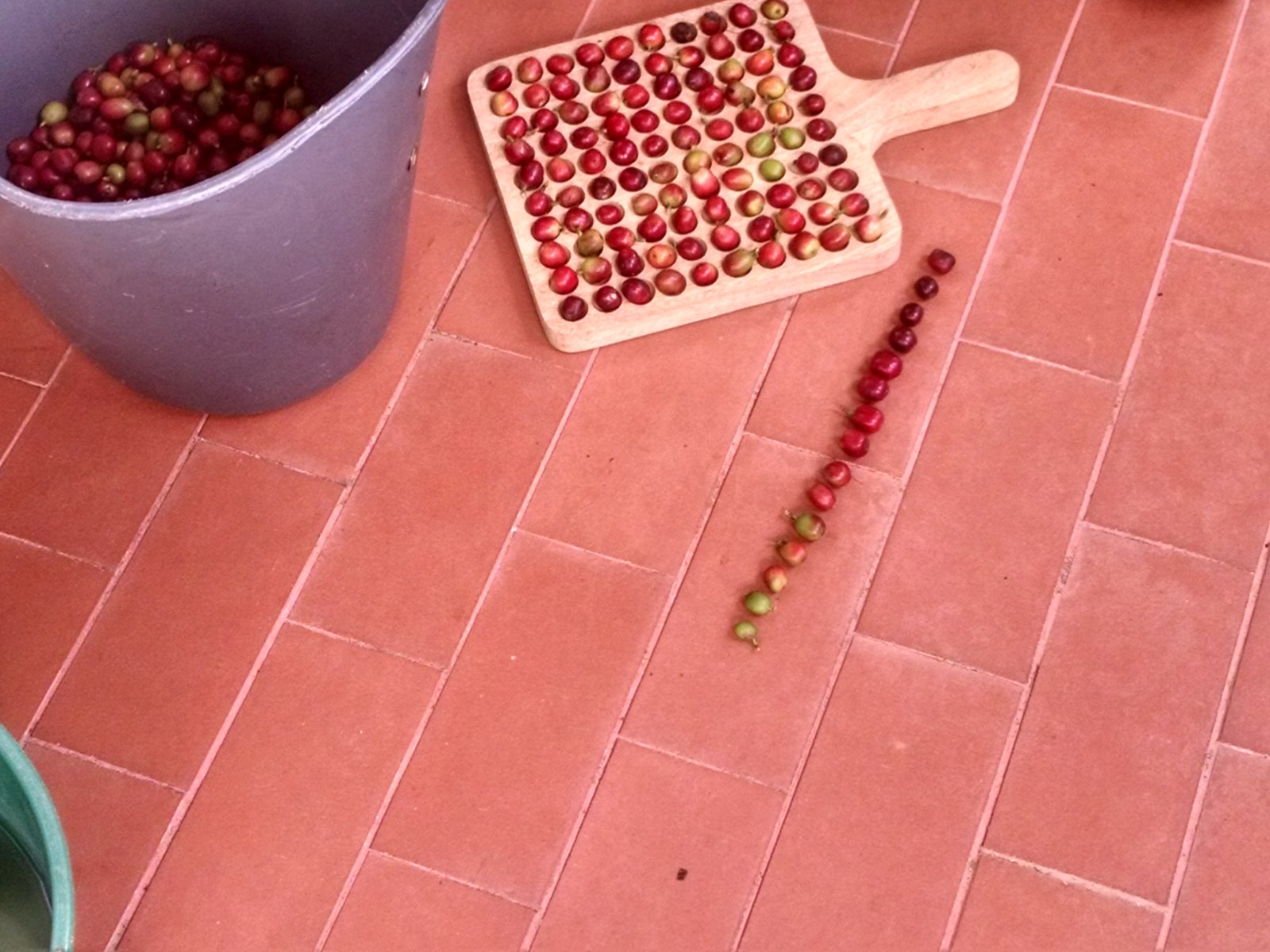 Du grain à la tasse — Processus et sélection du café
